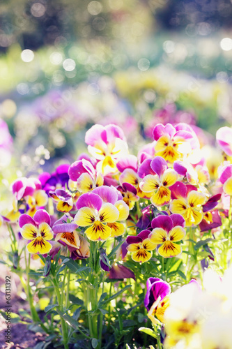 bush blooming pansies