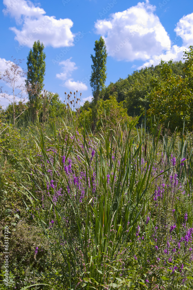 Green meadow landscape in springtime from Burcun village near Yenisehir town in Bursa province of Turkey Green meadow landscape in springtime from Burcun village near Yenisehir town in Bursa province of Turkey