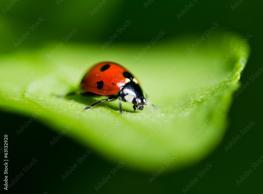 Ladybug on a leaf. Beautiful nature