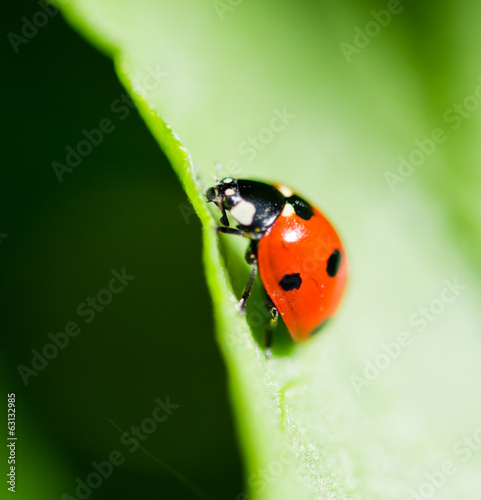 Ladybug on a leaf. Beautiful nature