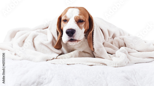 dog under a blanket on white