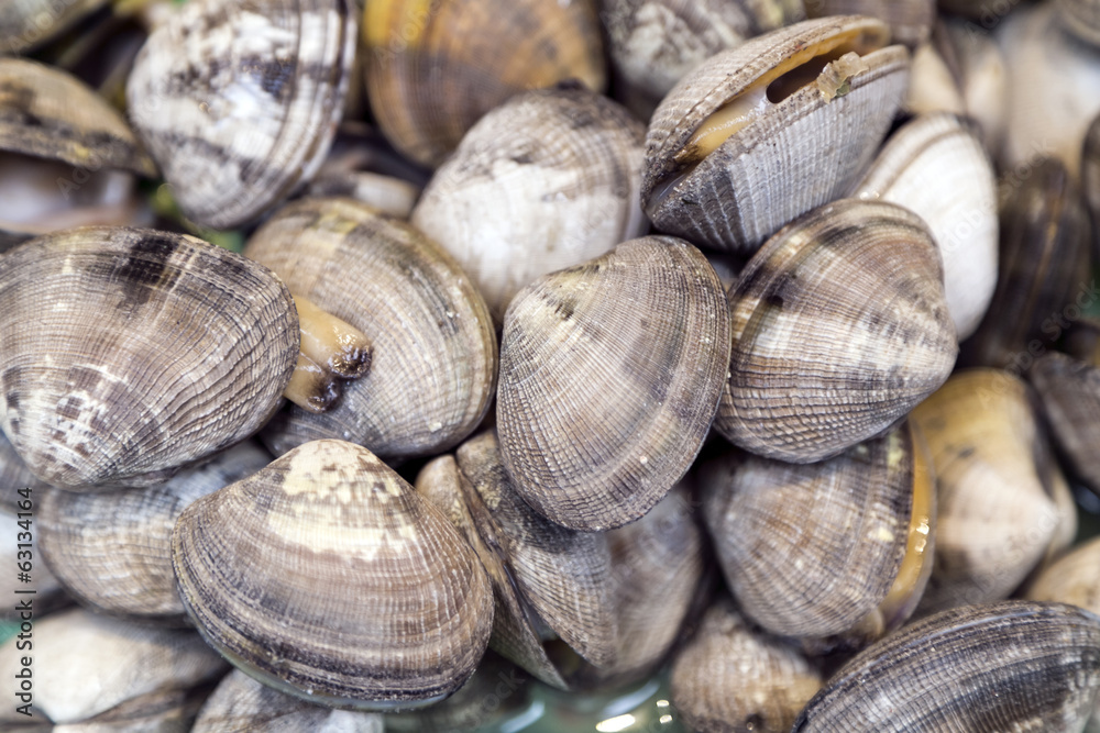 Oysters Oysters