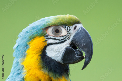 Macaw parrot with a human eye