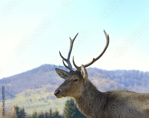 Red deer  Cervus elaphus  portrait
