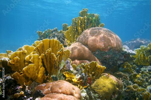 Underwater landscape healthy coral reef of the Caribbean sea