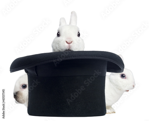 Three mini rex rabbits appearing from a top hat