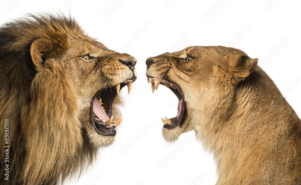 Naklejka premium Zbliżenie lwa i lwicy ryczących na siebie