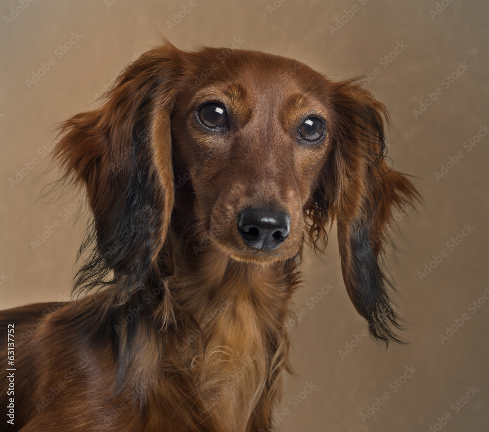 Close up of a Dachshund in front of a brown background Close up of a Dachshund in front of a brown background