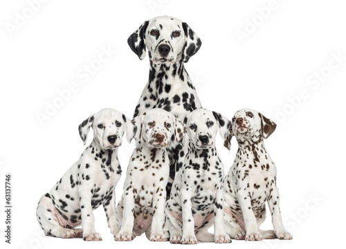 Fototapeta Mother Dalmatian sitting behind her puppies