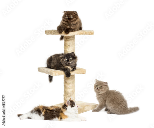 Fototapeta Naklejka Na Ścianę i Meble -  Kittens playing on a cat tree