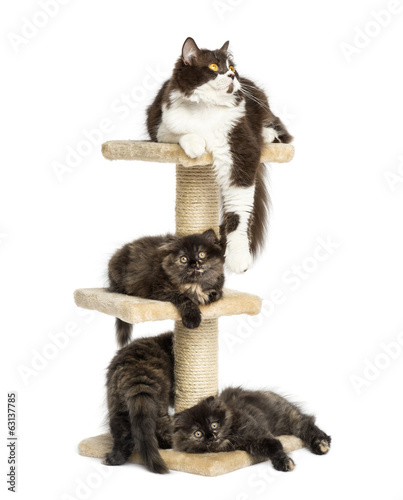 Fototapeta Naklejka Na Ścianę i Meble -  Mother cat resting with her kittens on a cat tree
