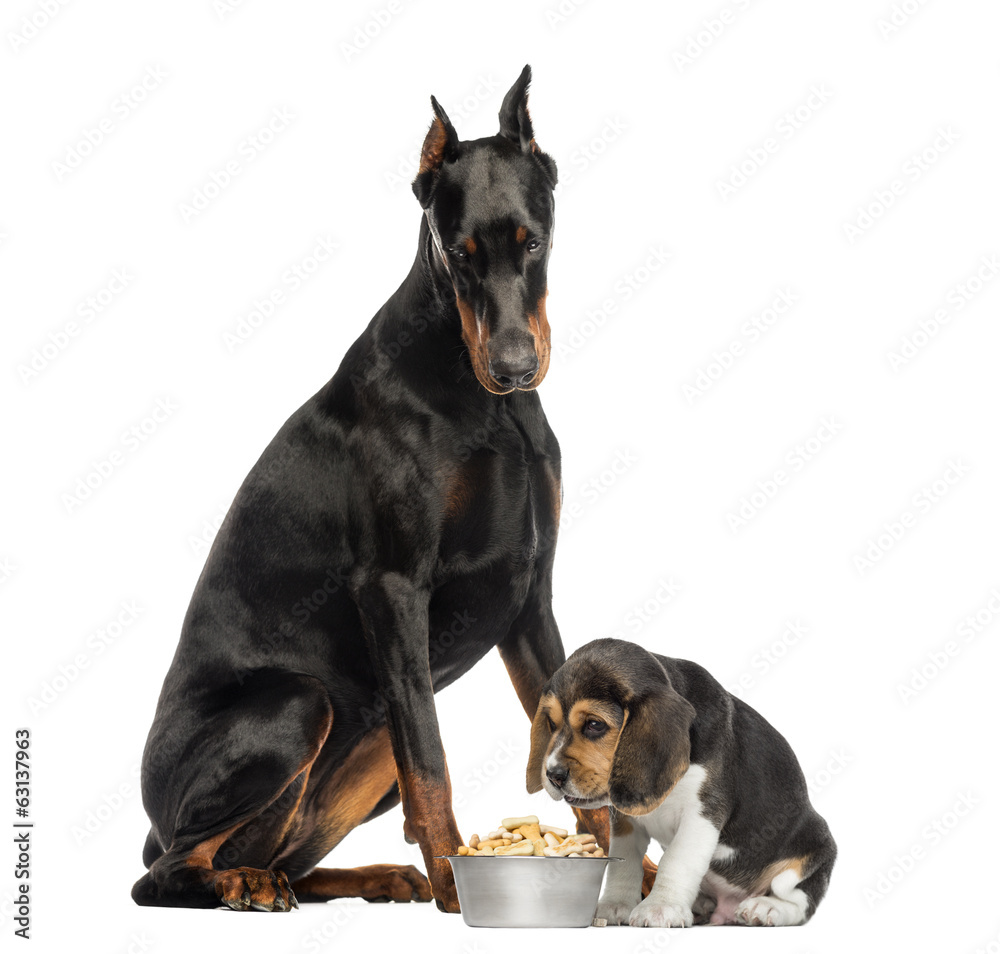 Doberman Pinscher sittingand looking down at a beagle puppy