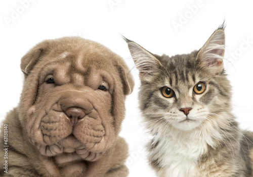 Fototapeta Naklejka Na Ścianę i Meble -  Close-up of a Maine coon kitten and Shar Pei puppy