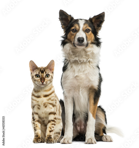 Fototapeta Naklejka Na Ścianę i Meble -  Cat and dog sitting together and facing at the camera