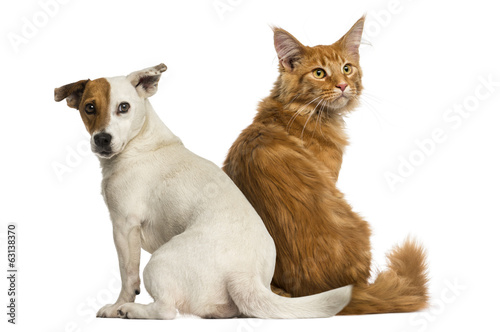 Rear view of a Maine Coon kitten and a Jack russell sitting