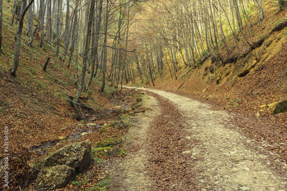 Fototapeta premium Hiking path in the forest in spring