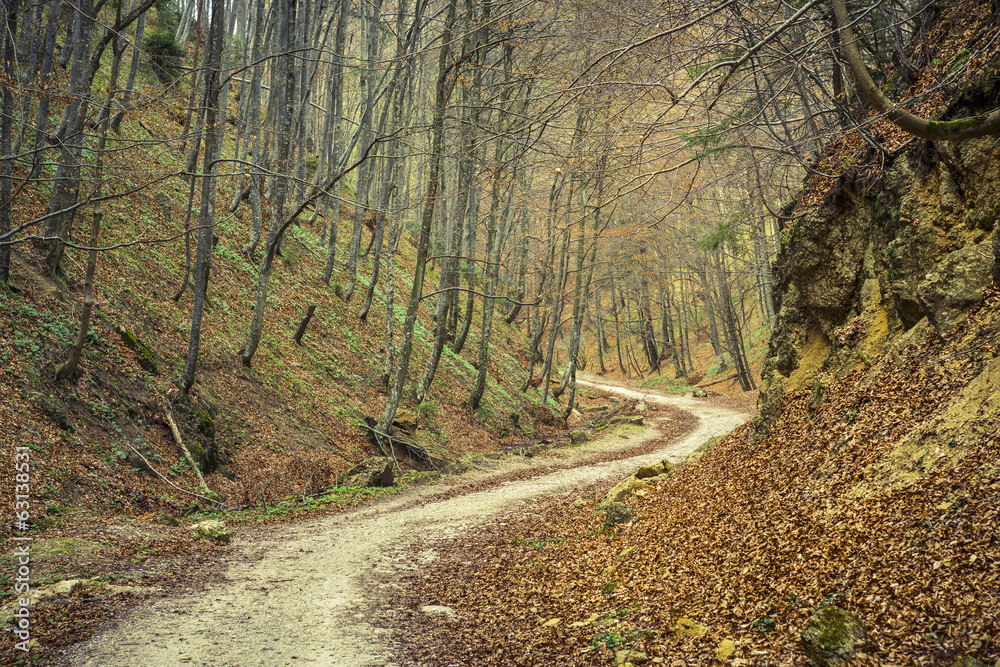 Fototapeta premium Winding pathway in dense deciduous forest in the spring