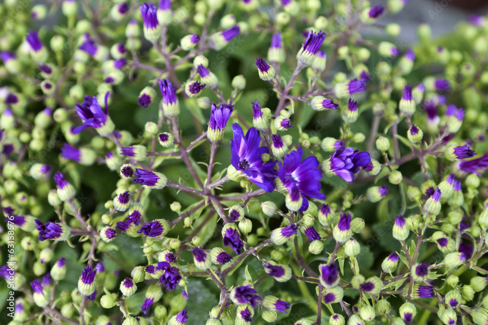 Fototapeta premium Purple flowers