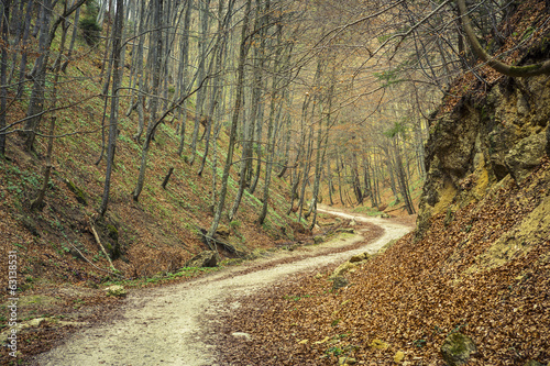 Winding pathway in dense deciduous forest in the spring