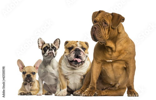 Dogue de Bordeaux and Bulldogs sitting and lying