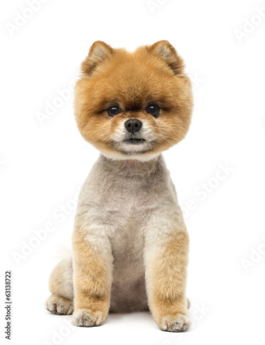 Fototapeta Naklejka Na Ścianę i Meble -  Pomeranian dog sitting and looking at the camera