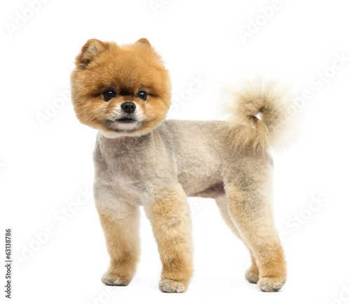 Groomed Pomeranian dog standing and looking away photo