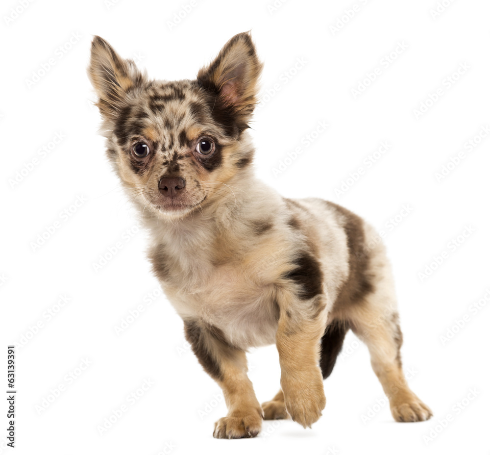 Chihuahua puppy looking away