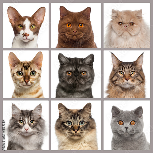 Fototapeta Naklejka Na Ścianę i Meble -  Nine cat heads looking at the camera