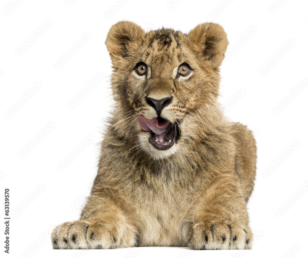 Lion cub lying and looking greedily Lion cub lying and looking greedily