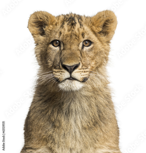 Fototapeta Naklejka Na Ścianę i Meble -  Close-up of a Lion cub looking at the camera