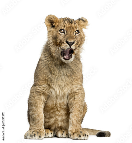 Lion cub sitting and yawning