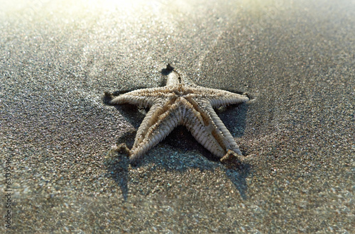 Starfish on the beach, buried in the sand