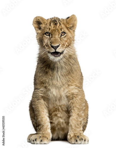 Lion cub sitting, smiling and looking at the camera