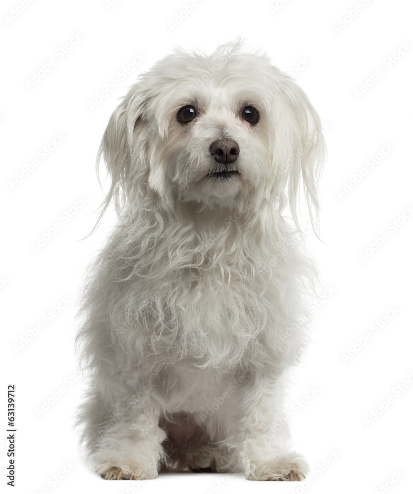Old Maltese sitting and looking away Old Maltese sitting and looking away
