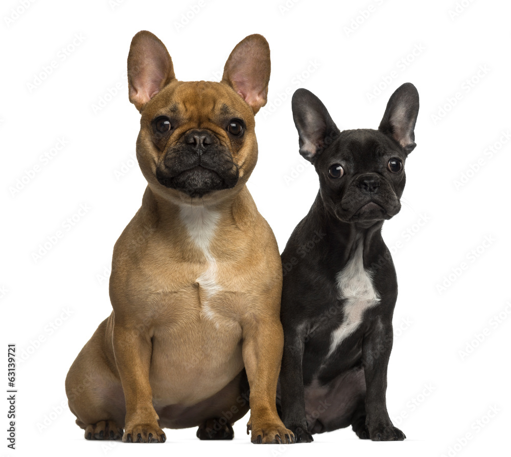 Two French Bulldogs sitting and looking at the camera
