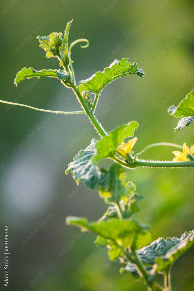 Melon vine leaves with bud close up Melon vine leaves with bud close up