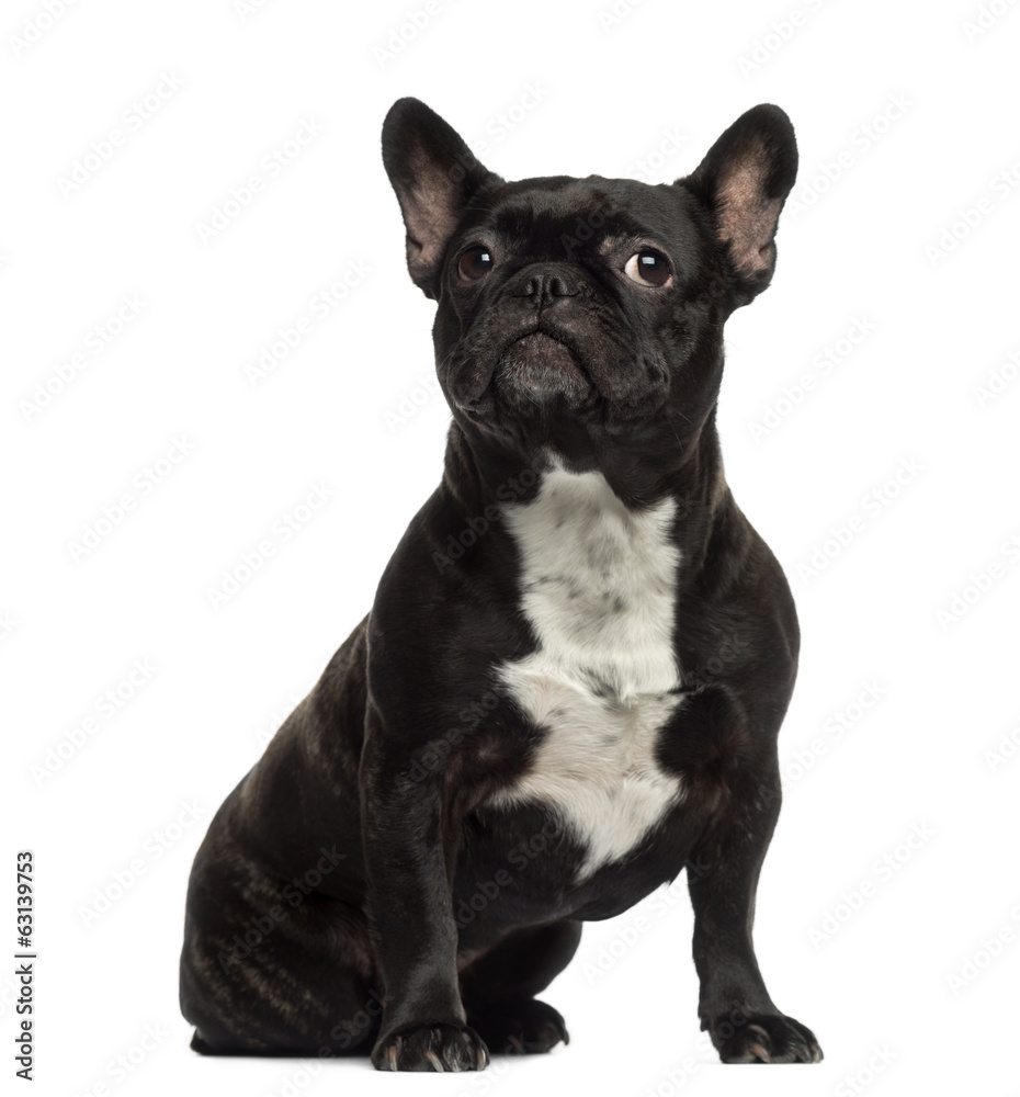 French Bulldog sitting and looking away
