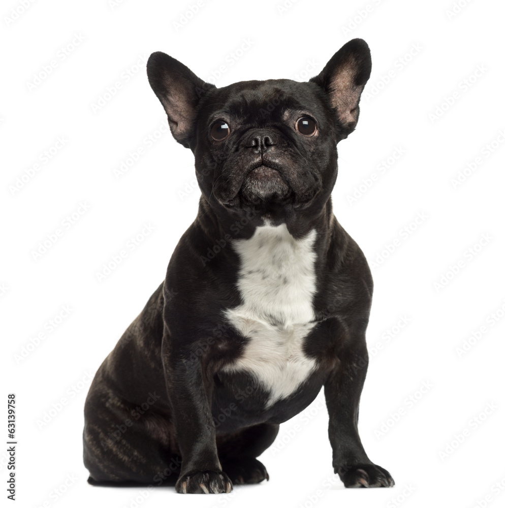 French Bulldog sitting and looking away