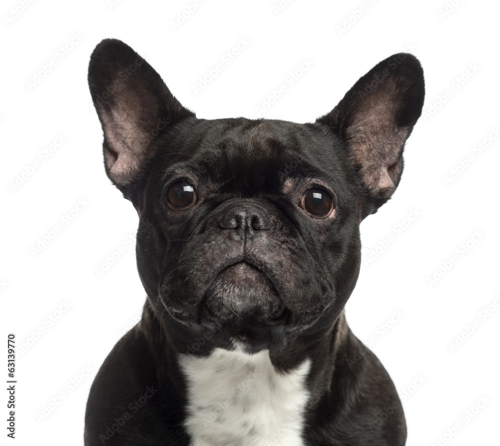 Close-up of a French Bulldog looking Close-up of a French Bulldog looking
