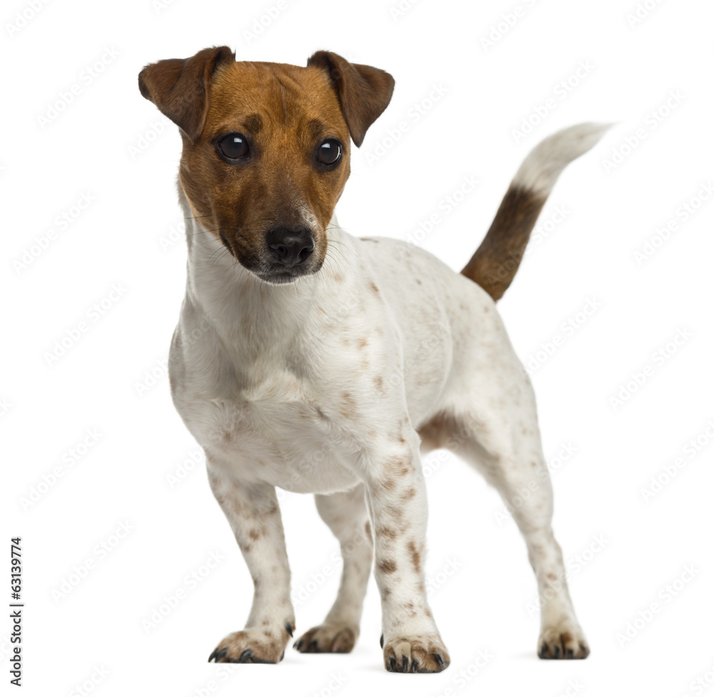 Jack Russell Terrier standing and looking away