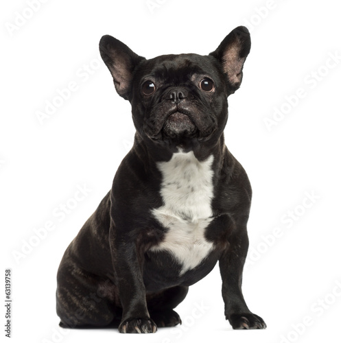 French Bulldog sitting and looking away © Eric Isselée