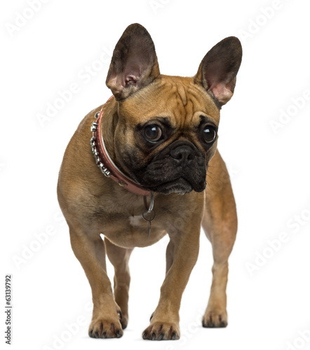 French Bulldog standing and looking at the camera © Eric Isselée
