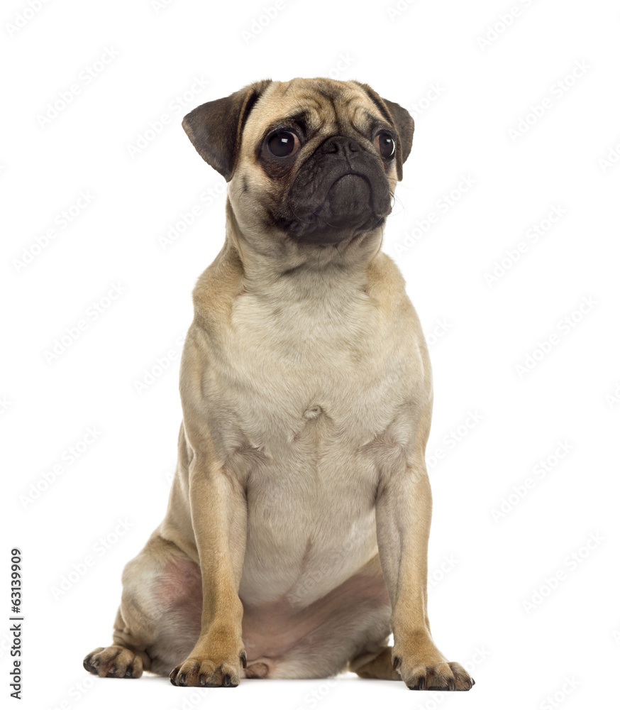Pug sitting and looking away
