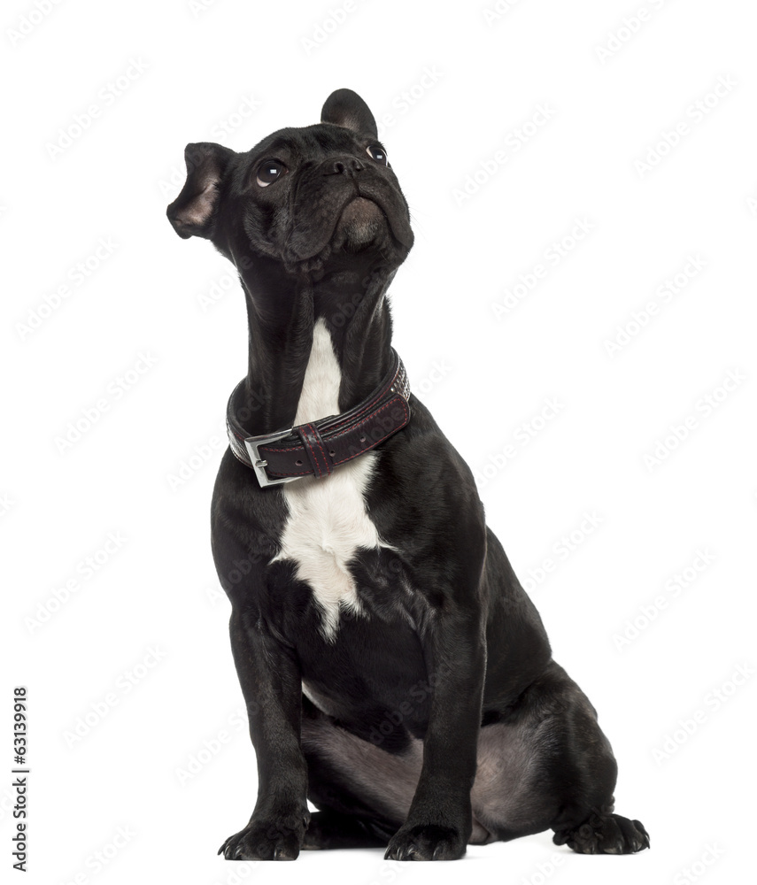 Fototapeta premium French Bulldog sitting and looking up