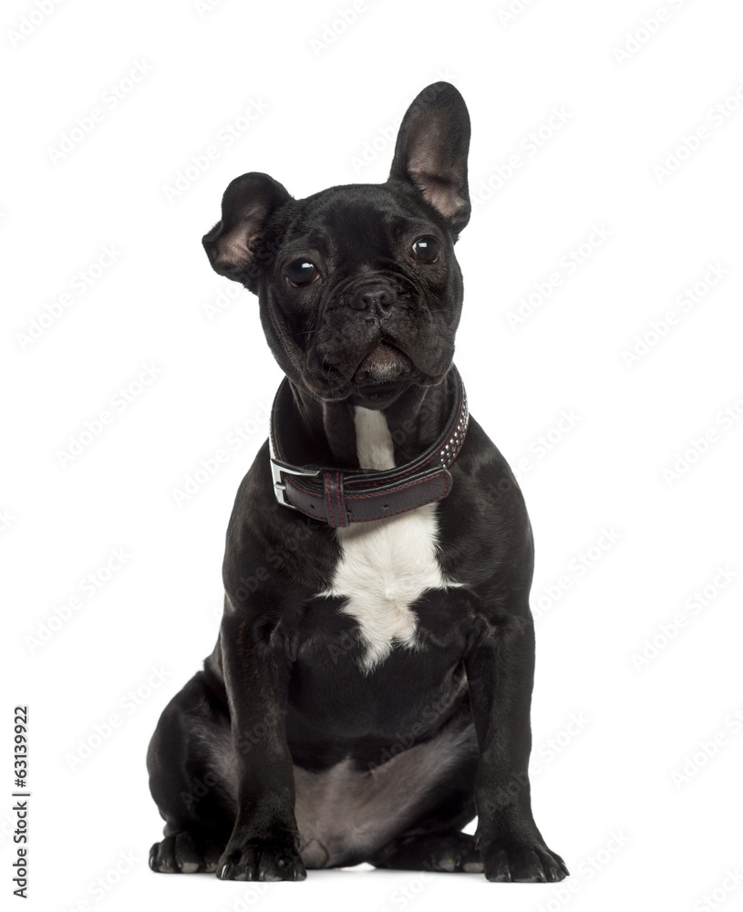 French Bulldog sitting and looking