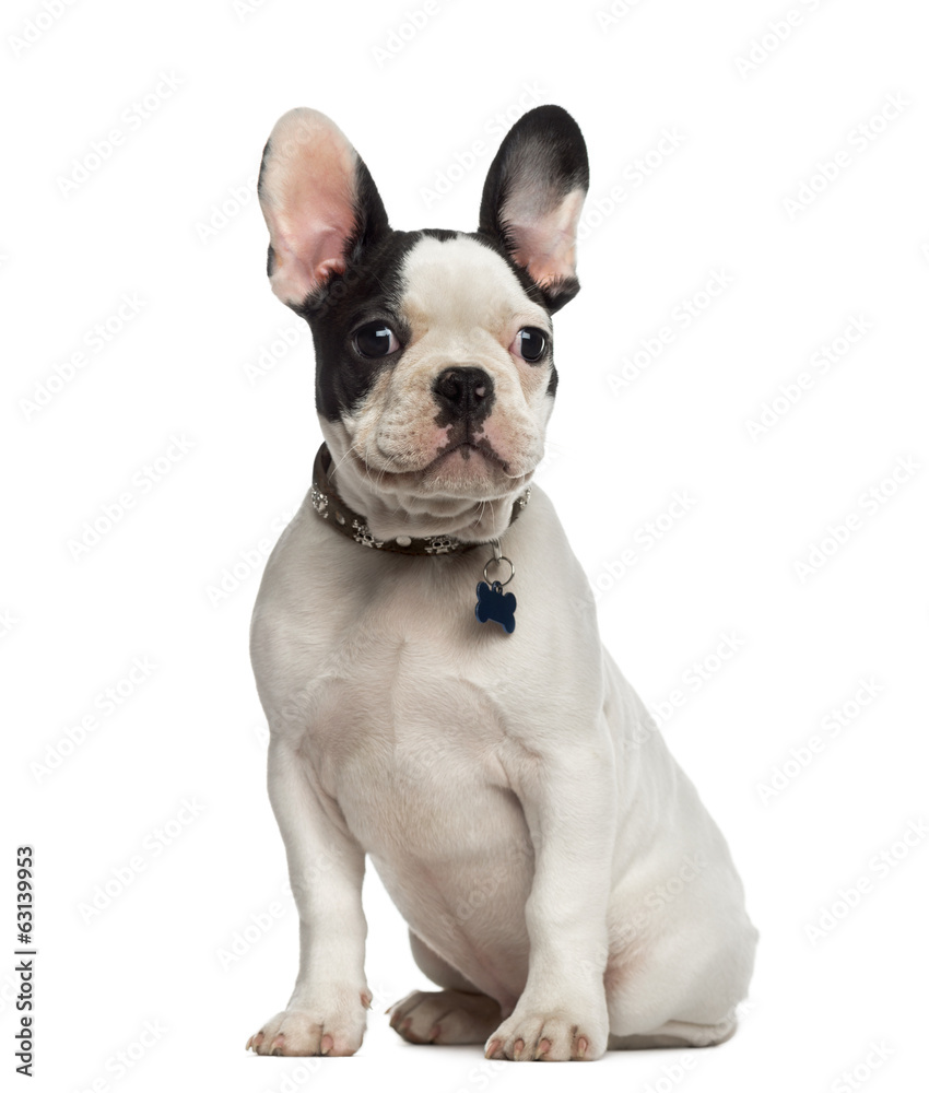 French Bulldog puppy sitting and looking