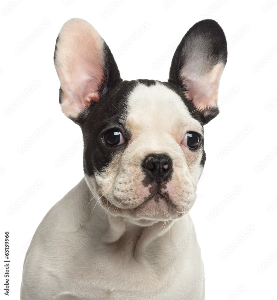Close-up of a French Bulldog puppy looking away