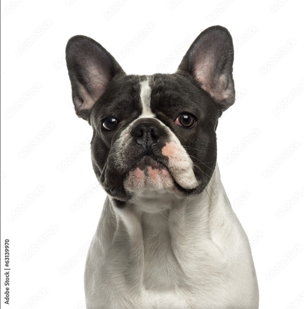 Close-up of a French Bulldog looking