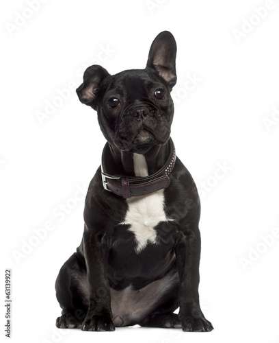 French Bulldog sitting and looking © Eric Isselée