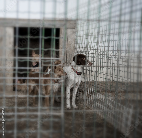 Abandoned dogs in a cage photo